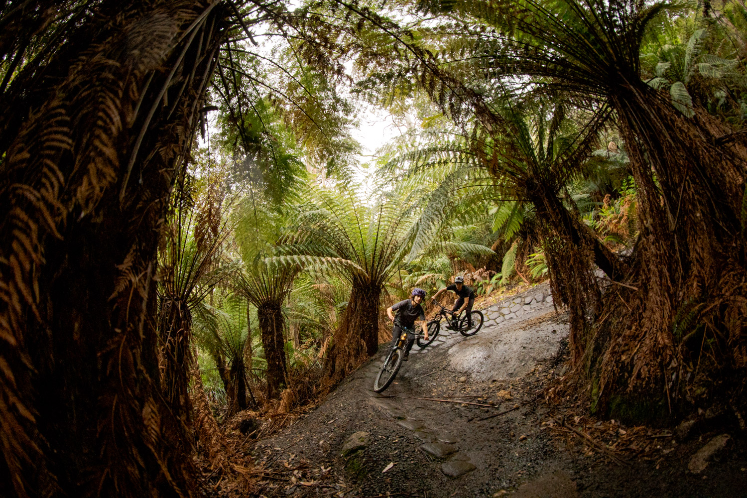The mountain biking in Derby is fantastic, arguably some of the best in tasmania